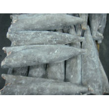 Frozen oilfish